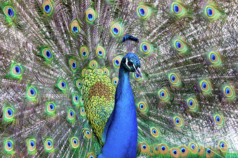 Handsome Peacock #1 Photograph by Mimi Ditchie