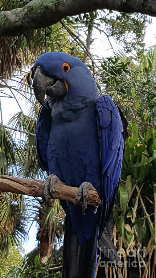 Handsome Blue Macaw Photograph by Roberta Byram