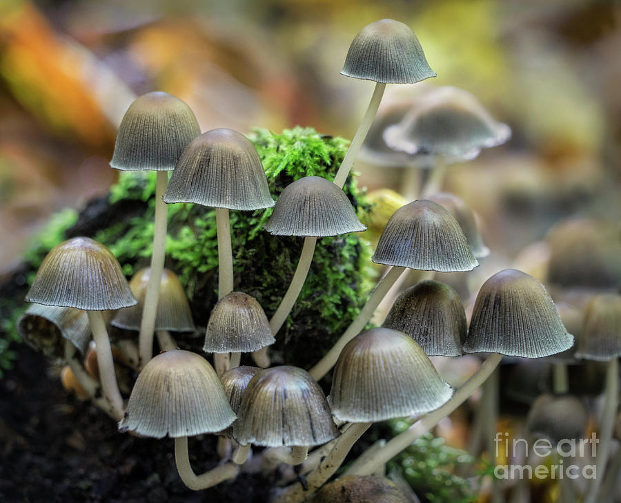 Mushroom Photograph - Hanging Out #1 by Claudia Kuhn
