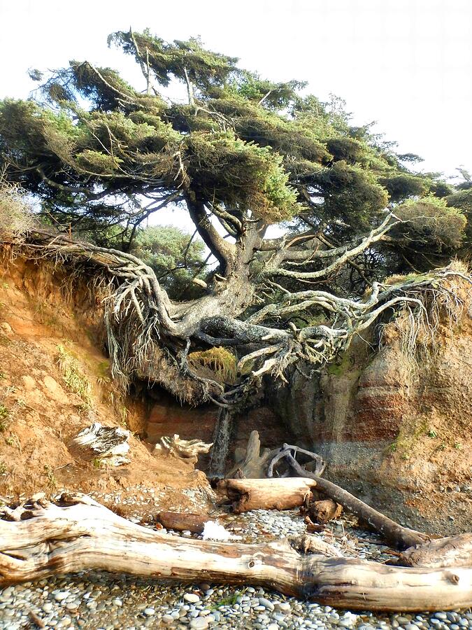 Hanging Tree Photograph by Jim Romo - Fine Art America