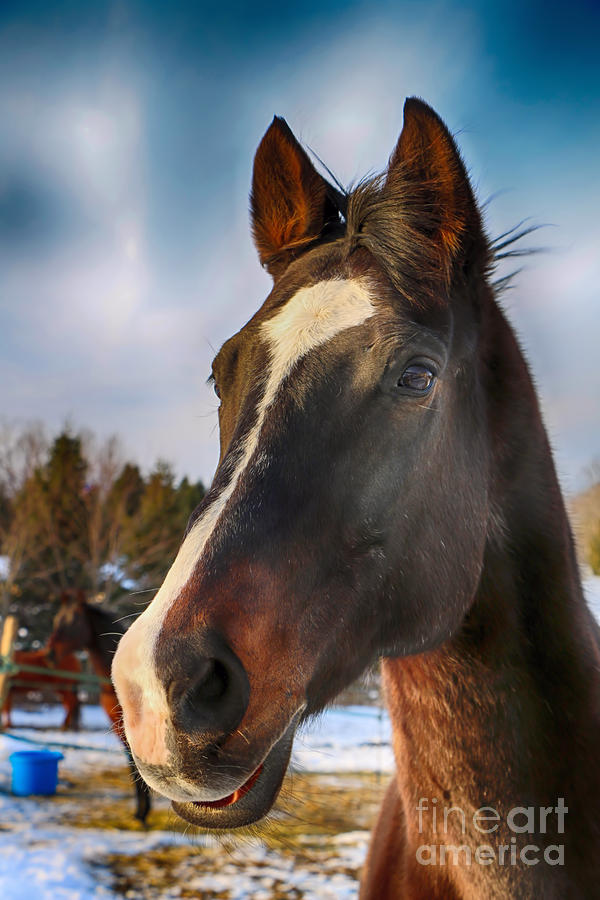 Happy Horse #2 Photograph by Elizabeth Dow