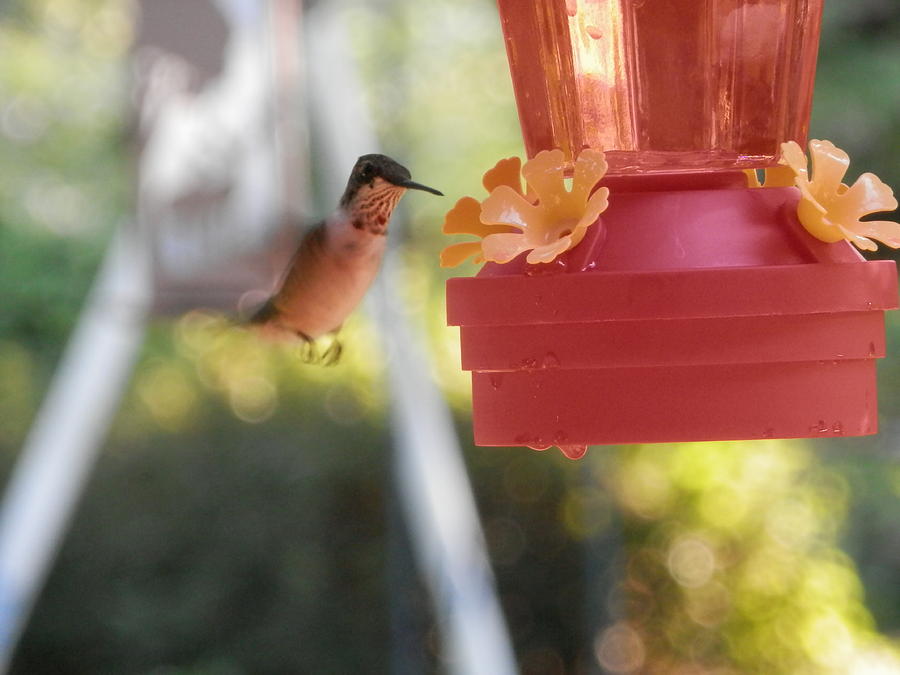 Happy Hummingbird #1 Photograph by Belinda Lee