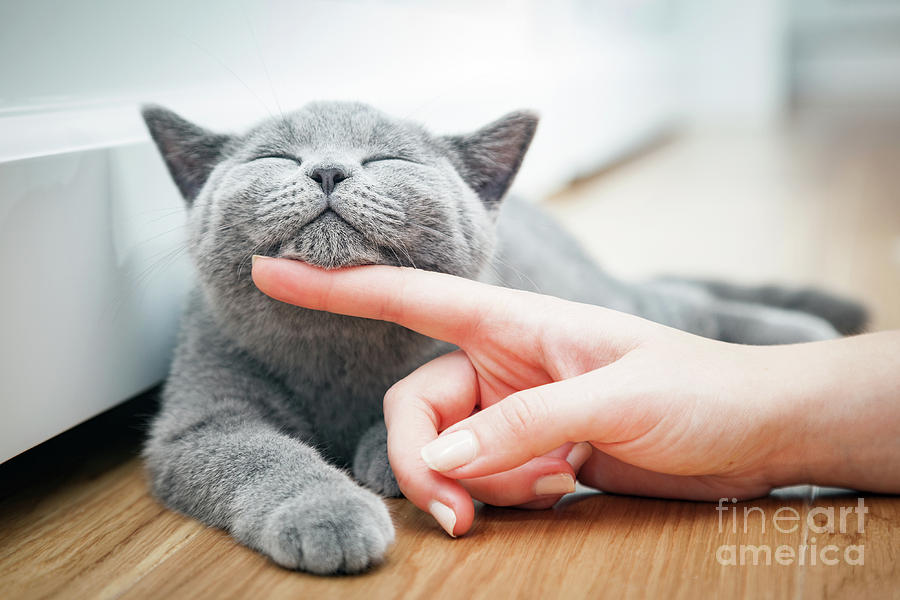 Happy kitten likes being stroked by womans hand. #1 Photograph by Michal Bednarek
