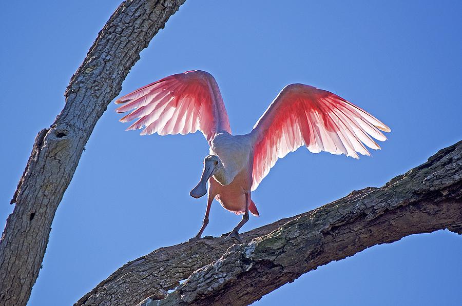 Happy Spoonbill #1 Photograph by Kenneth Albin