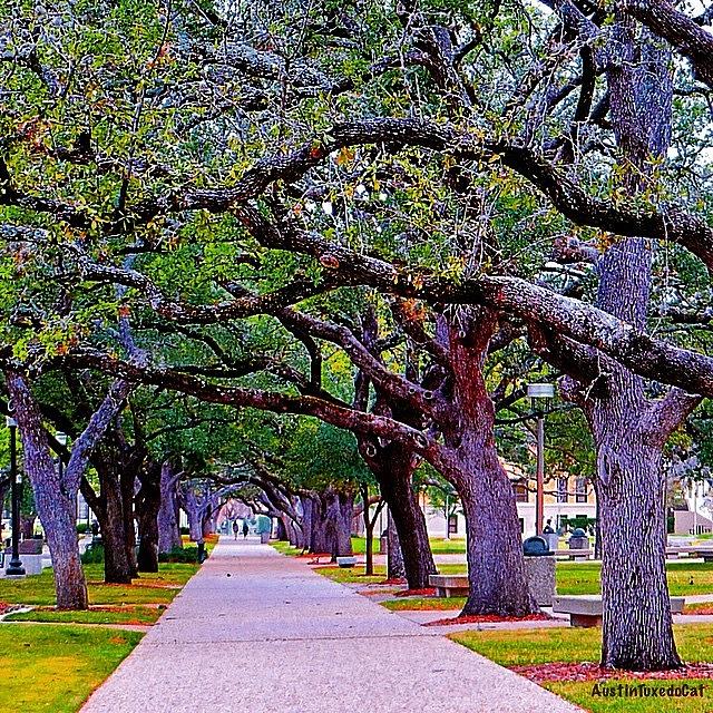 Tree Photograph - Happy Sunday! May The #path You Take #1 by Austin Tuxedo Cat