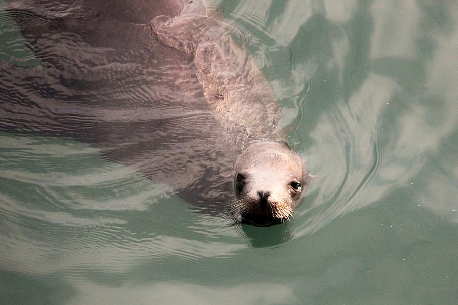 Harbor Seal #1 Photograph by Douglas Miller