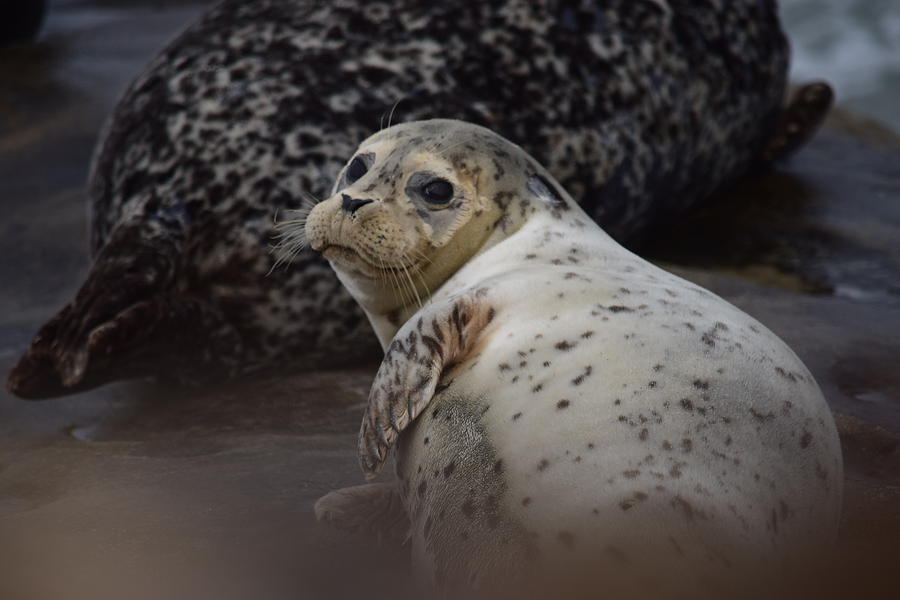 Harbor Seal #1 Photograph by Eric Johansen