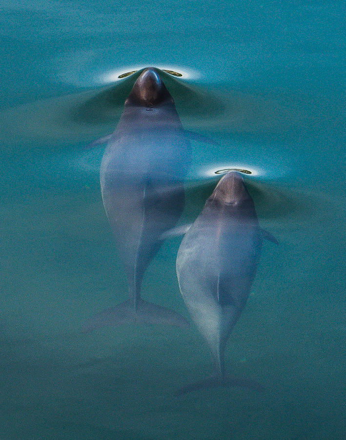 Quadra Island Photograph - Harbour Porpoises #1 by Will LaVigne