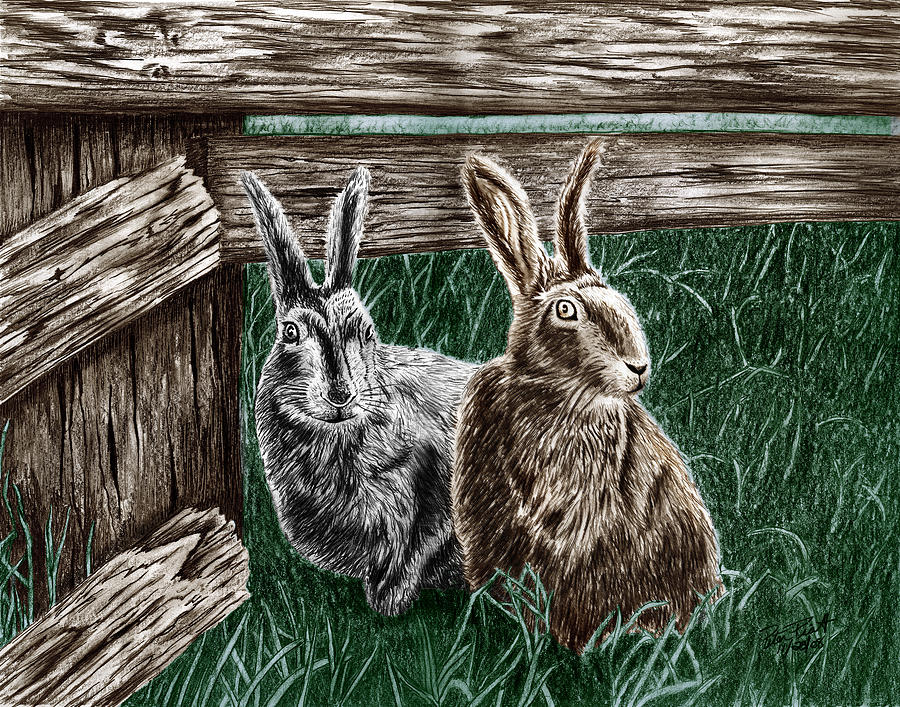 Rabbit Drawing - Hare Line  by Peter Piatt