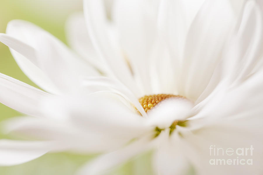 Flower Photograph - Harmony... #1 by LHJB Photography