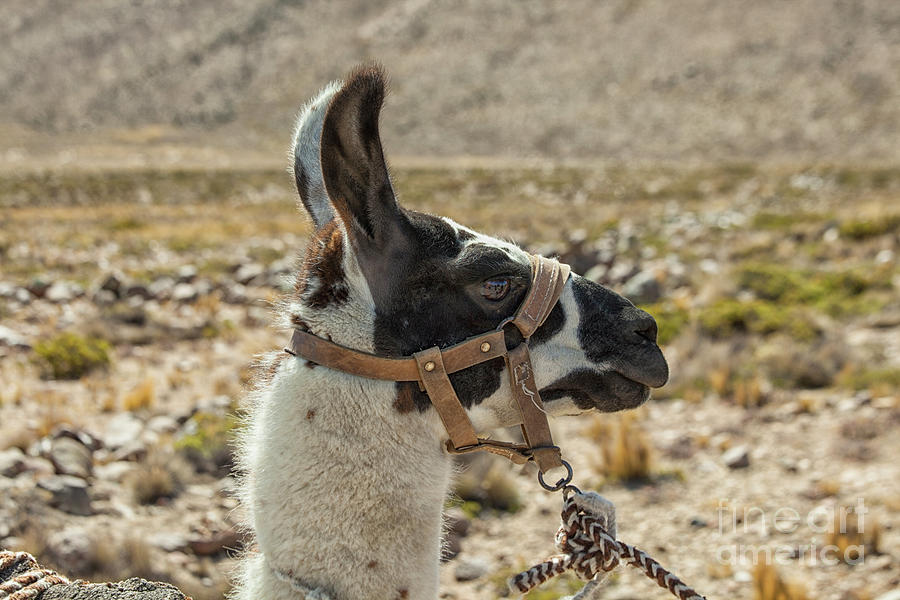 Harnessed llama in Peru Photograph by Patricia Hofmeester