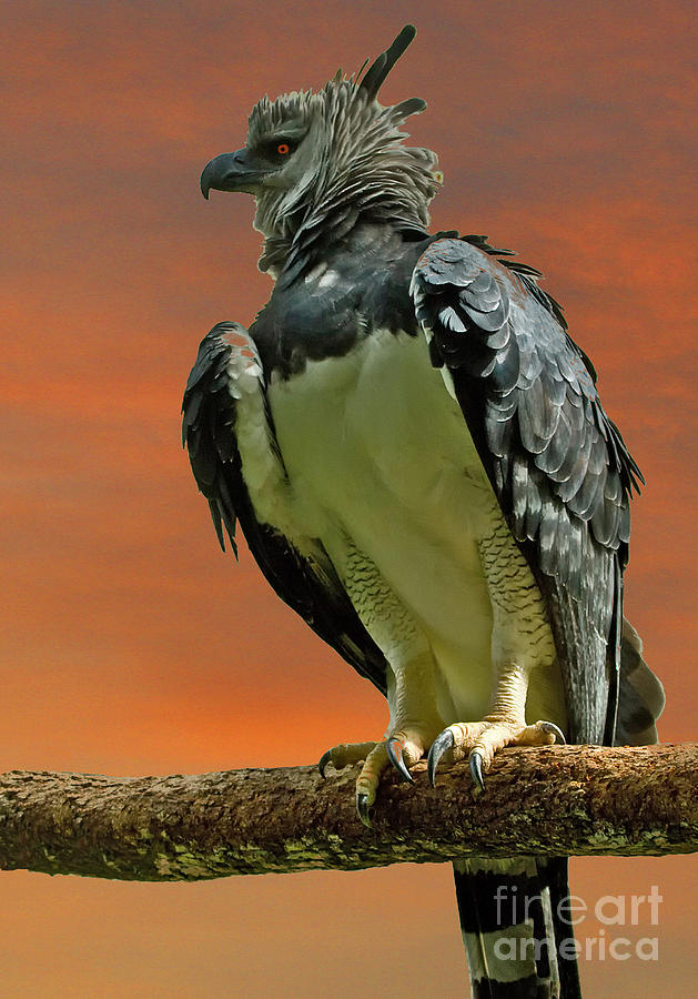 Harpy Eagle #1 Photograph by Larry Linton