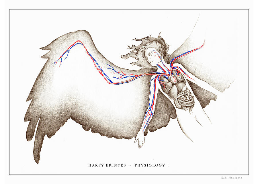 Harpy Physiology Drawing by EB Hudspeth | Fine Art America