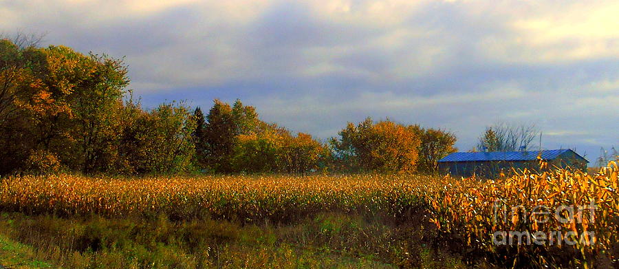 Harvest #1 Photograph by Elfriede Fulda