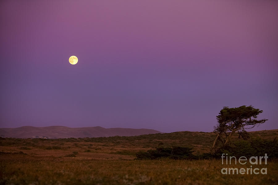 Harvest Moon over Bodega Bay Photograph by Diane Diederich