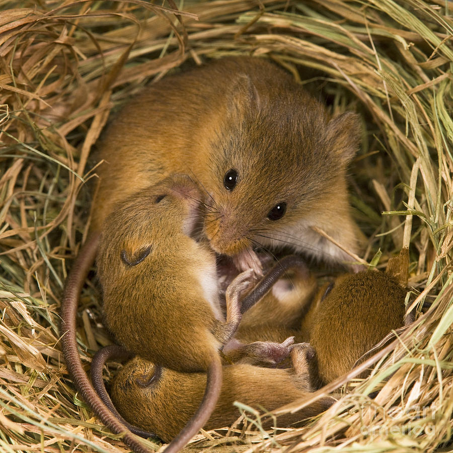 Harvest Mouse And Pups #1 Photograph by Jean-Louis Klein & Marie-Luce Hubert