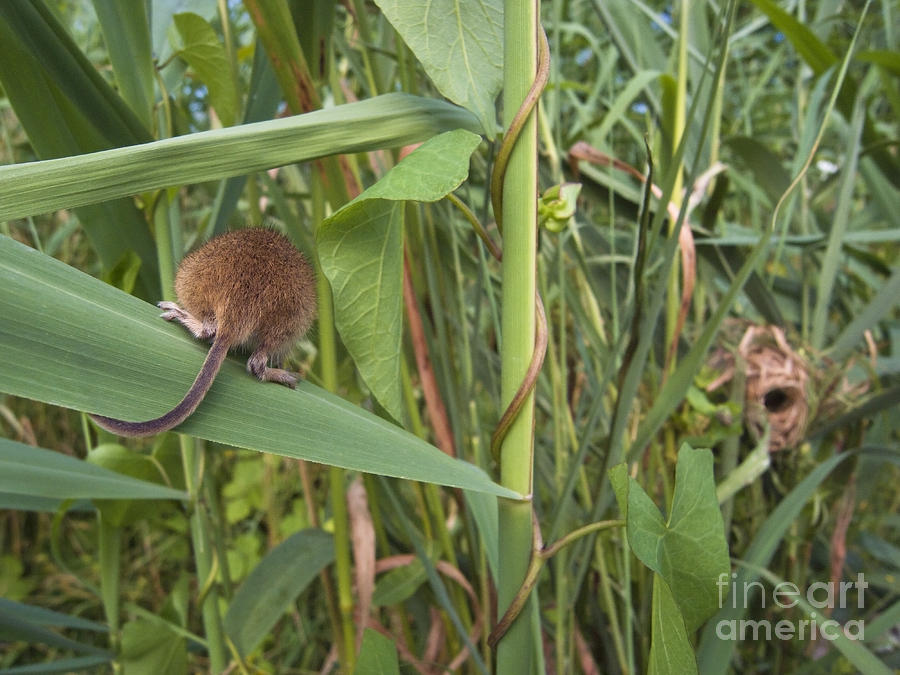 Mouse Photograph - Harvest Mouse At Nest #1 by Jean-Louis Klein & Marie-Luce Hubert