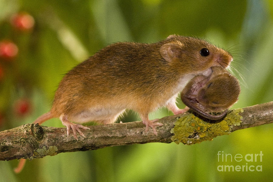 Mouse Photograph - Harvest Mouse Carrying Pup #1 by Jean-Louis Klein & Marie-Luce Hubert