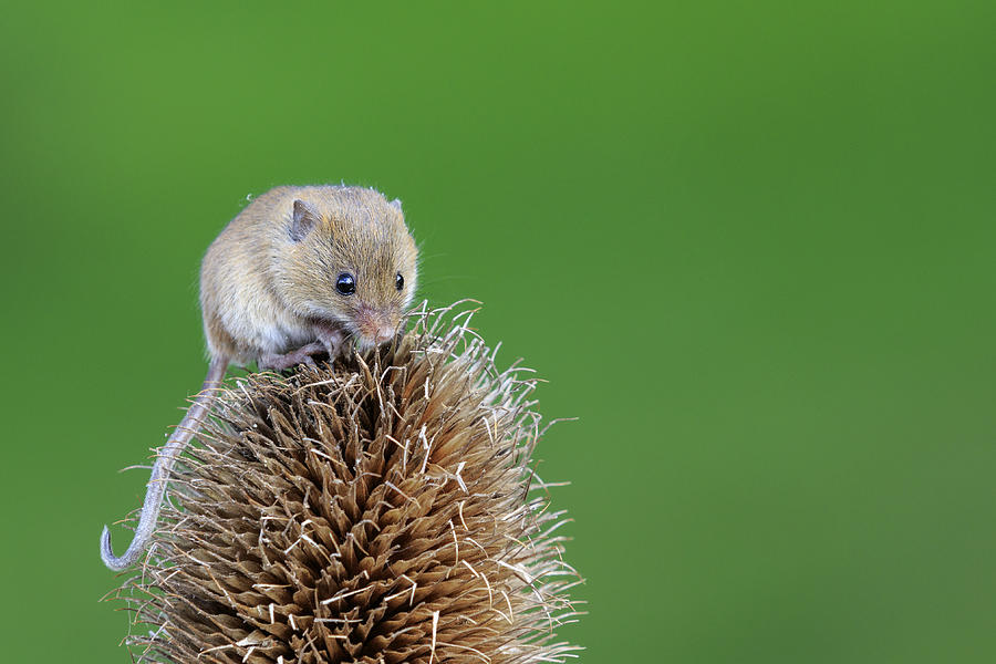 Nature Photograph - Harvest mouse #1 by Chris Smith