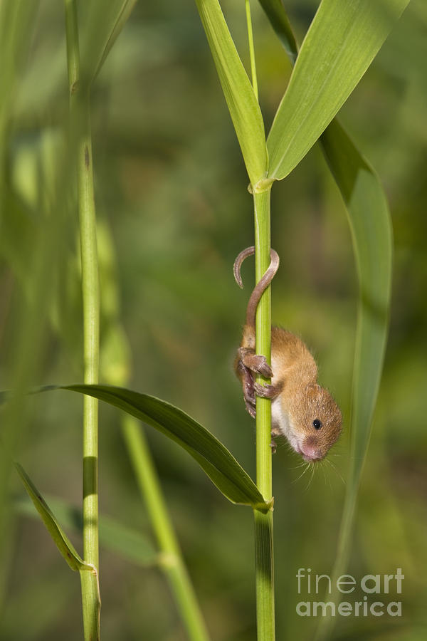Harvest Mouse Climbing Plant #1 Photograph by Jean-Louis Klein & Marie-Luce Hubert