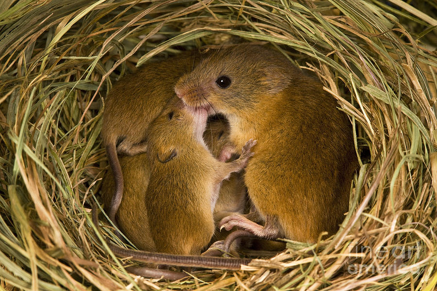 Mouse Photograph - Harvest Mouse Feeding Pups #1 by Jean-Louis Klein & Marie-Luce Hubert