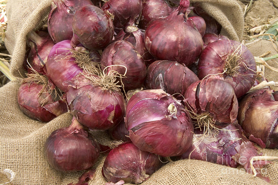 Harvested Red Onions #1 Photograph by Inga Spence