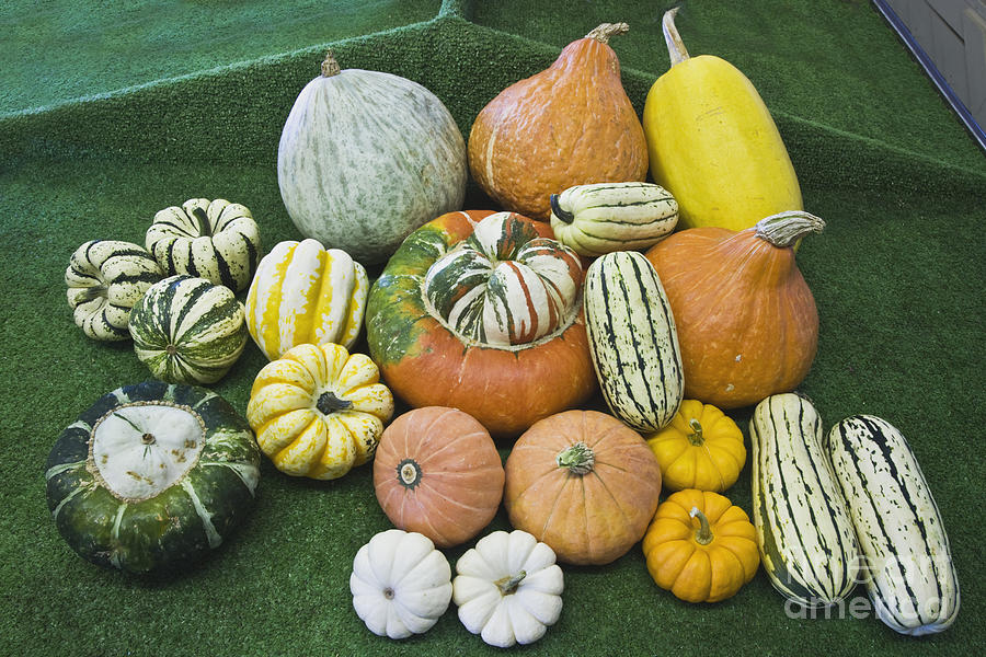 Harvested Winter Squash #1 Photograph by Inga Spence