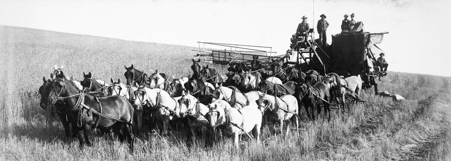 Harvesting, 1903 Photograph by Granger - Fine Art America