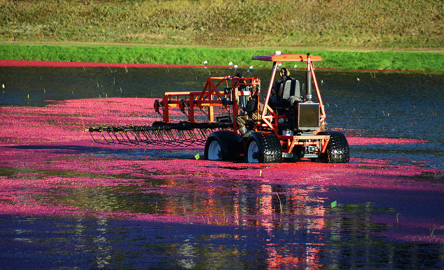 Harvesting Cranberries #1 Photograph by Mike Martin