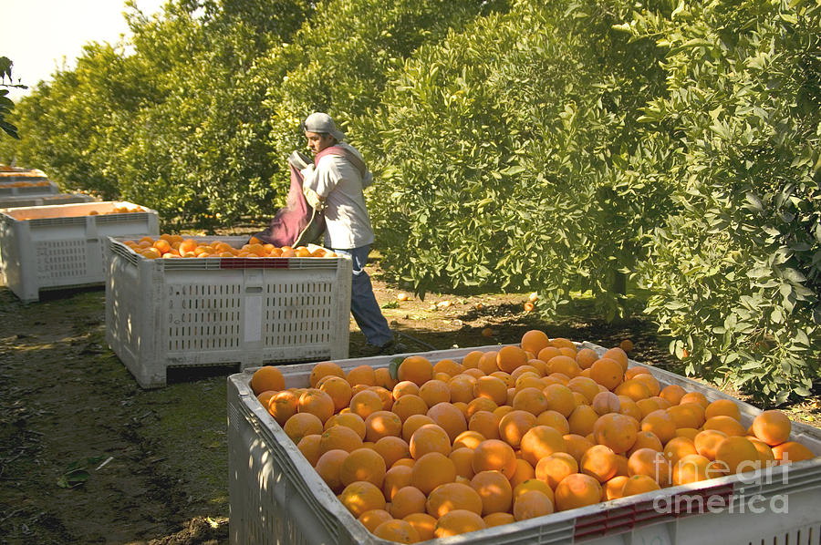 Harvesting Navel Oranges #1 Photograph by Inga Spence