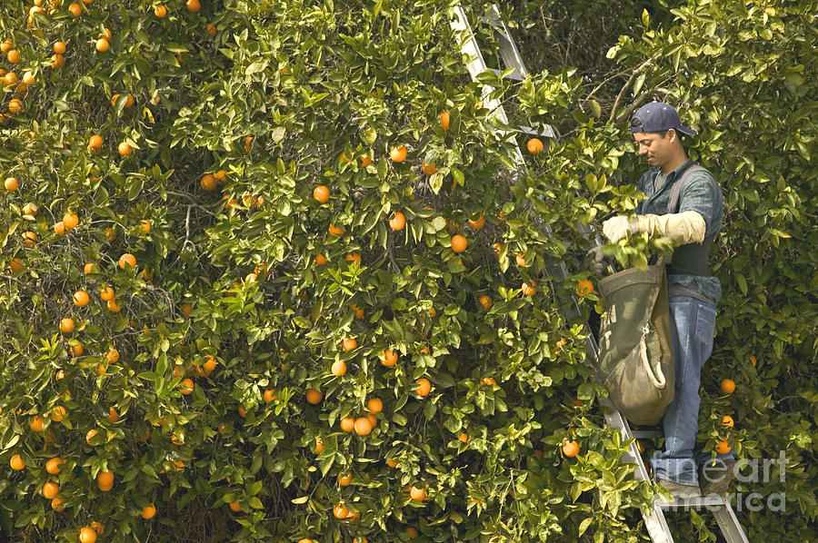 Harvesting Valencia Oranges #1 Photograph by Inga Spence