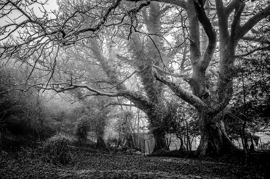 Halloween Photograph - Haunted Forest #1 by Britten Adams