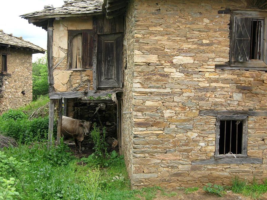Cow Photograph - Haunted House In Bulgaria #1 by Valia Bradshaw