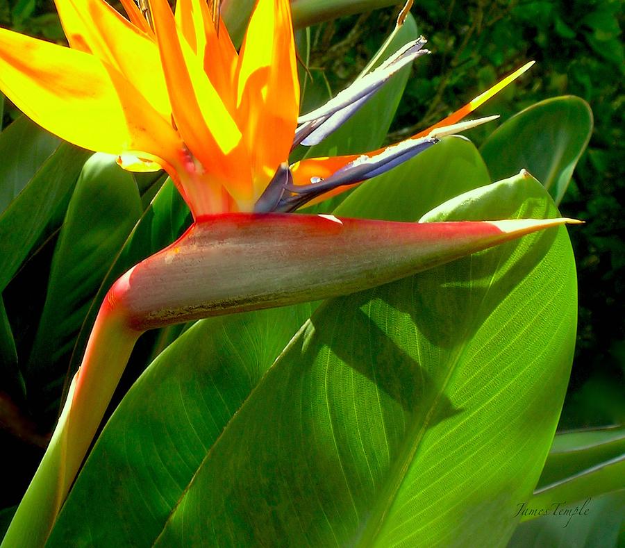 Bird Of Paradise Photograph - Hawaii Calling by James Temple Bird Of Paradise Photograph - Hawaii Calling by James Temple