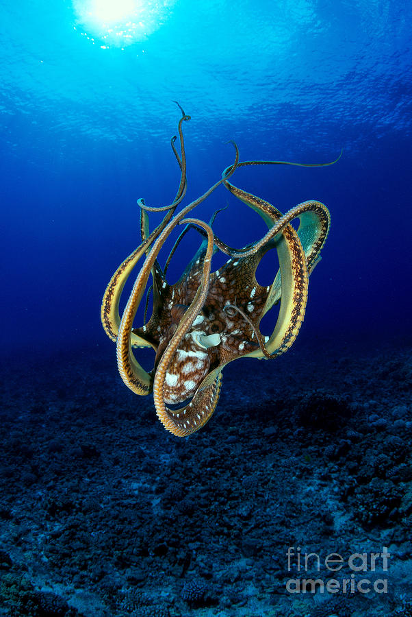 Octopus Photograph - Hawaii, Day Octopus #1 by Dave Fleetham - Printscapes