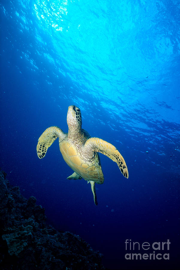 Turtle Photograph - Hawaii, Green Sea Turtle #1 by Ed Robinson - Printscapes