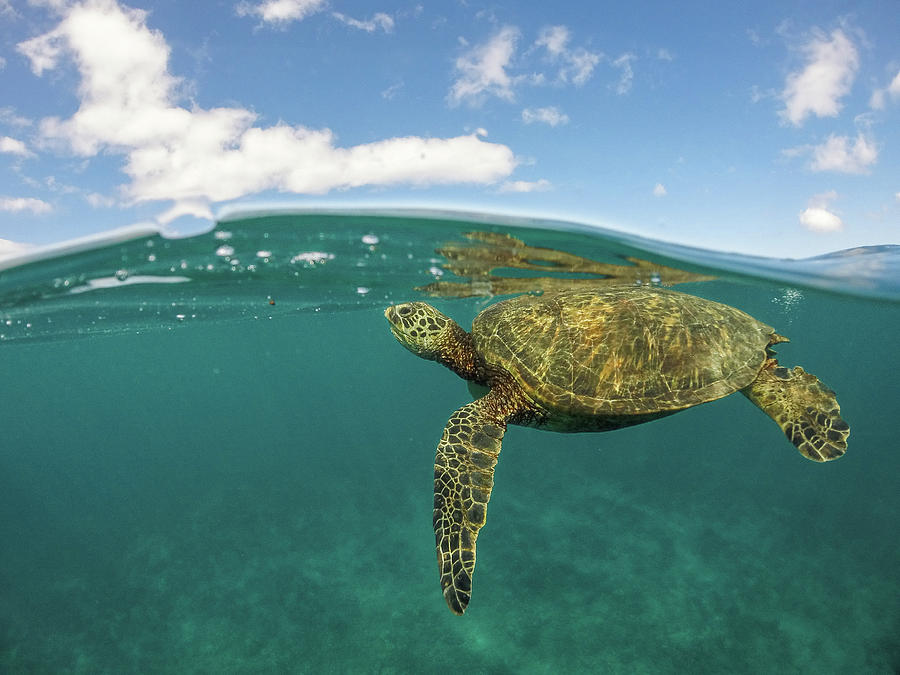 Hawaiian Green Sea Turtle Photograph by Megan Martens - Fine Art America