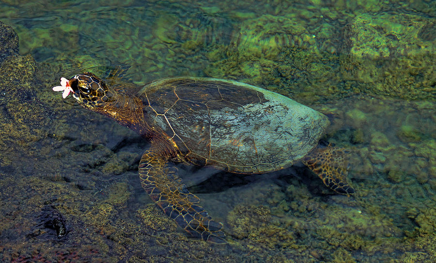 Hawaiian Sea Turtle #2 Photograph by Pamela Walton