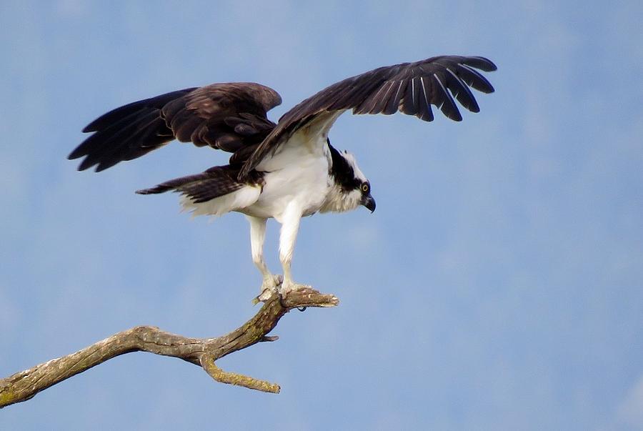 Hawk Photograph By Cheryl Trudell Fine Art America