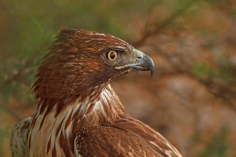 Hawk Close Encounter Profile #1 Photograph by Beth Sargent