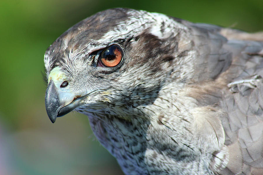 Hawk Eye #1 Photograph by David Stasiak