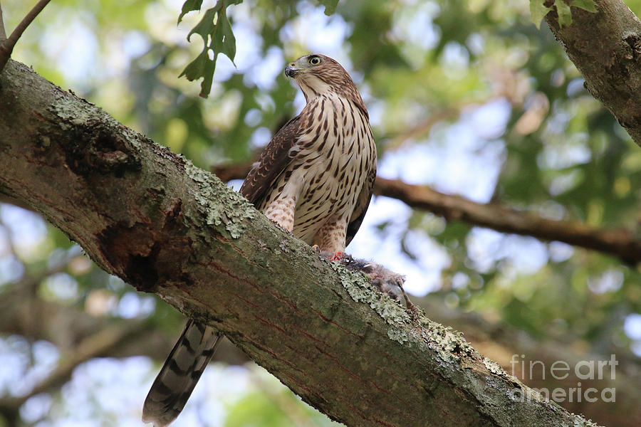 Hawk on a Branch #1 Photograph by Steven Spak