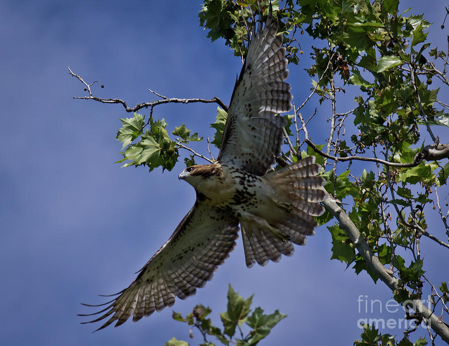 Hawk on Norris Lake #1 Photograph by Douglas Stucky