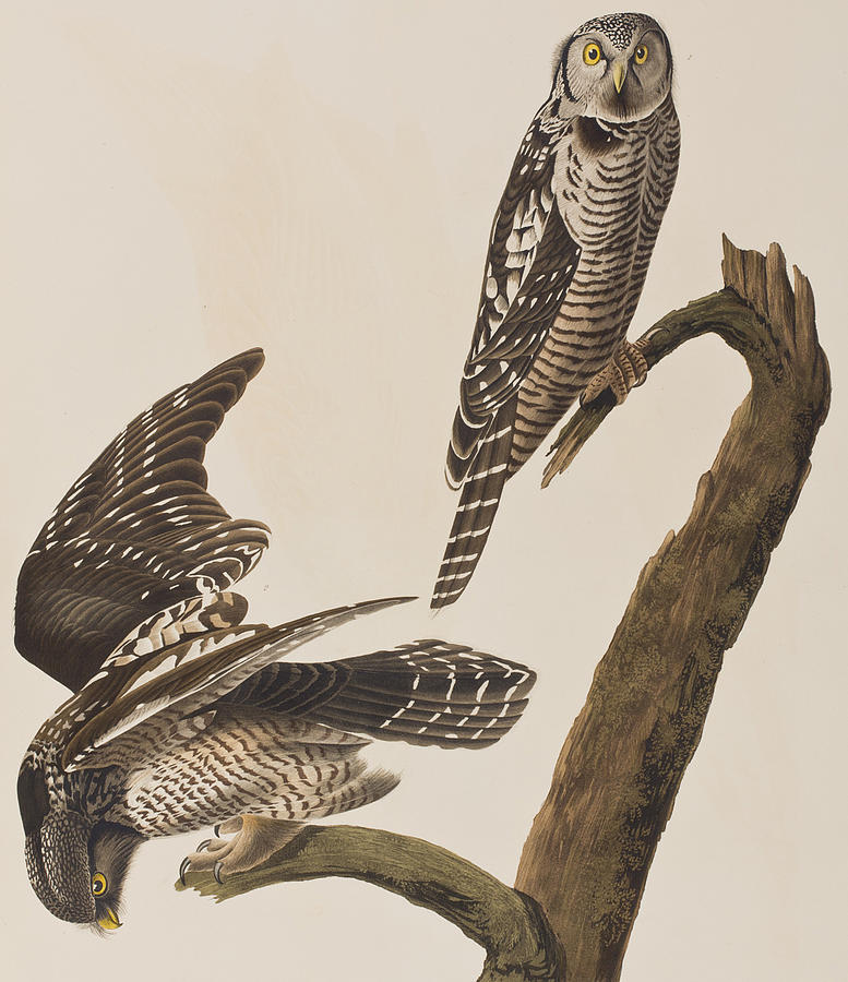 John James Audubon Painting - Hawk Owl by John James Audubon
