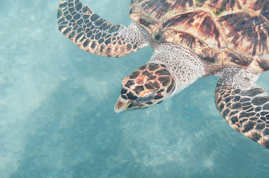 Hawkesbill Sea Turtles at Isla Mujeres Turtle Sanctuary #1 Digital Art by Carol Ailles