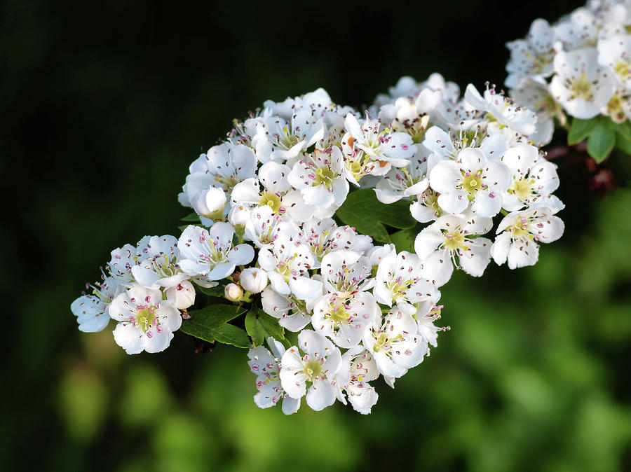 Hawthorn Blossom #1 Photograph by Nick Bywater