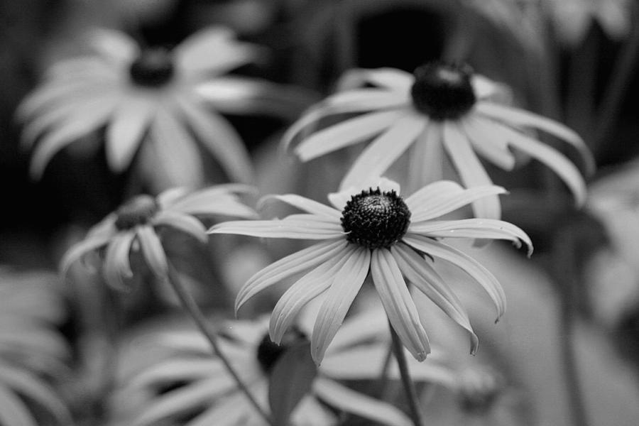 He Loves Me, He Loves Me Not #1 Photograph by Living Color Photography Lorraine Lynch