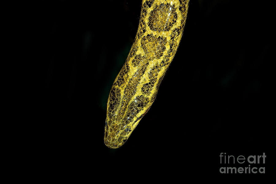 Head Close-up Of Yellow Anaconda #1 Photograph by Gerard Lacz