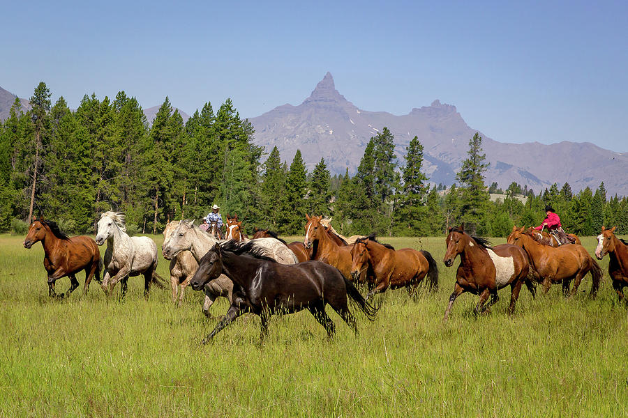 Head em up Move em out #1 Photograph by Jack Bell