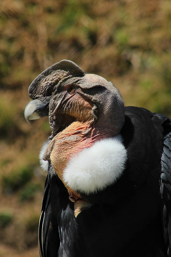 Head of a Male Andean Condor Photograph by Robert Hamm - Fine Art America